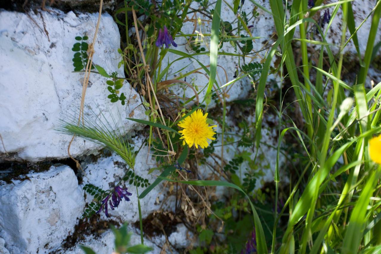 The Olive Cottage - Ithaca Vathy  Buitenkant foto