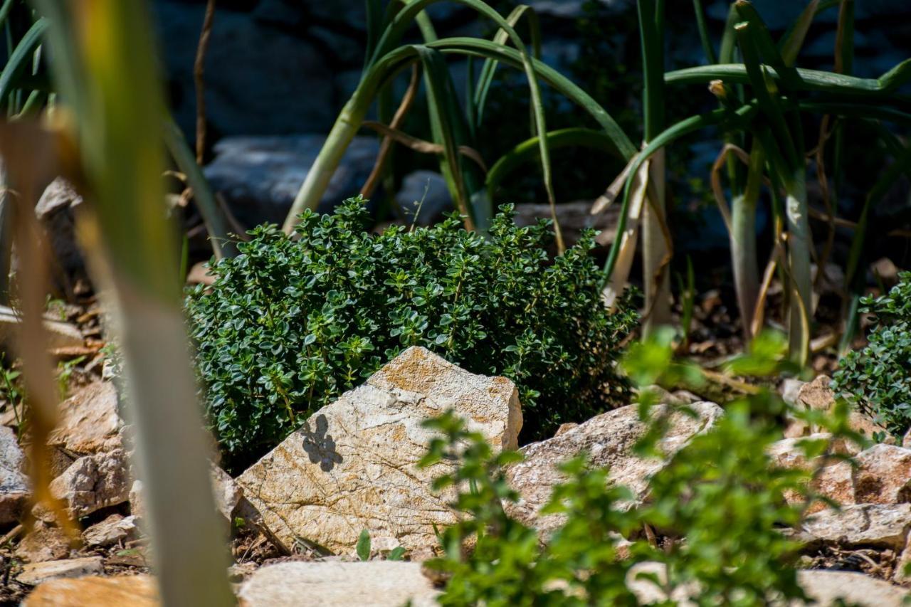 The Olive Cottage - Ithaca Vathy  Buitenkant foto